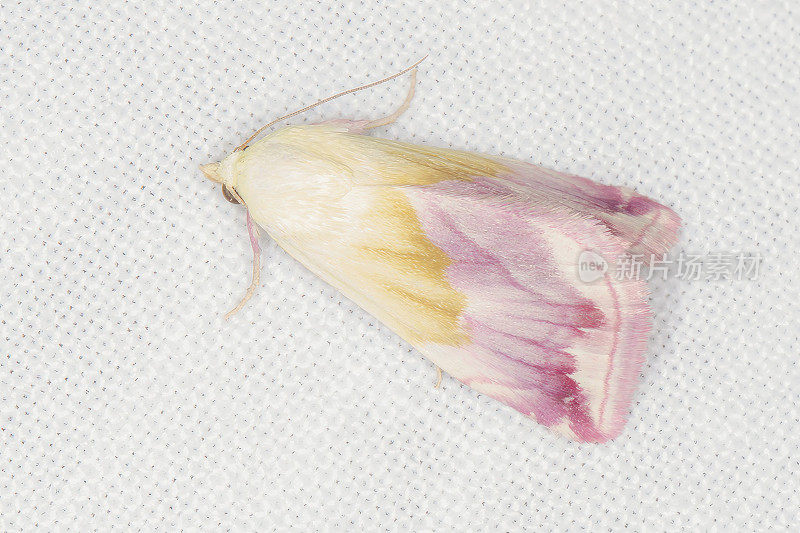 美丽的大理石纹蛾(Eublemma purpurina)